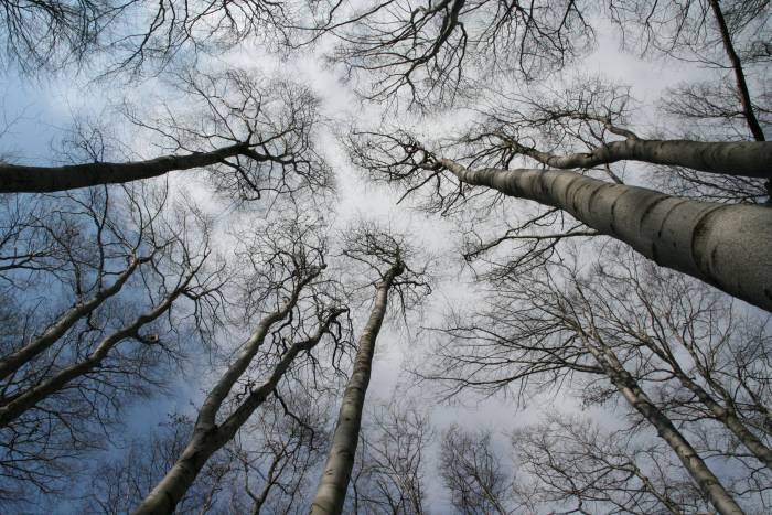 pak že nerostou až do nebe