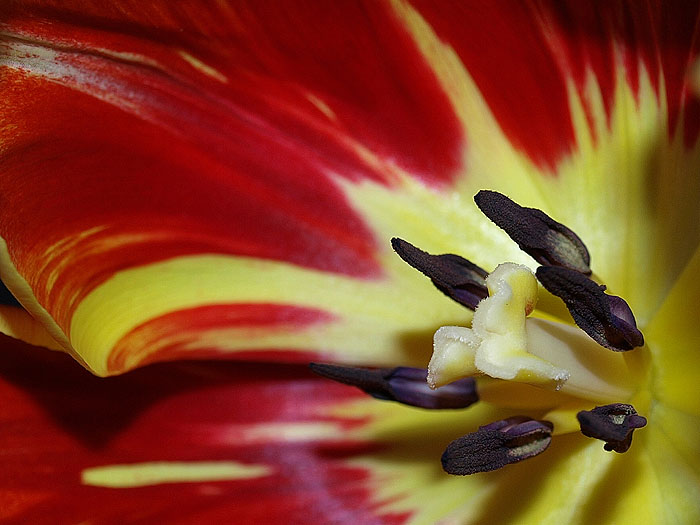 TULIPÁN