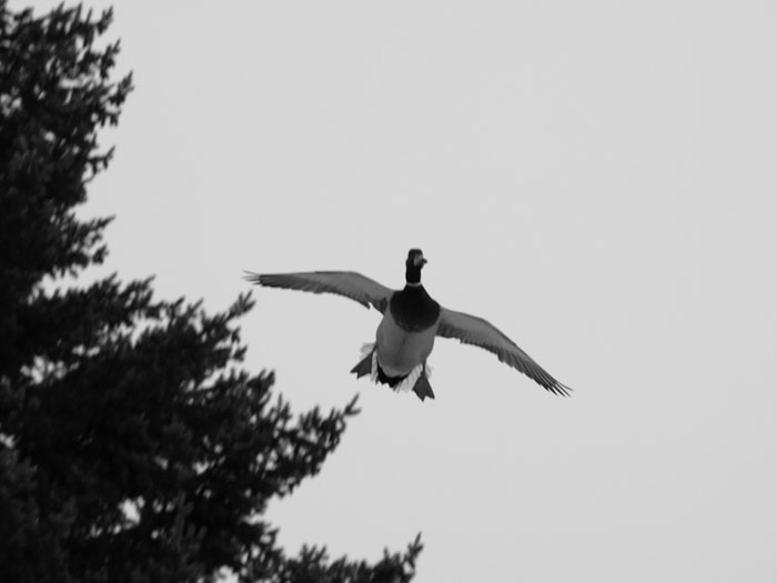 Pozóóór, přistávám!!!