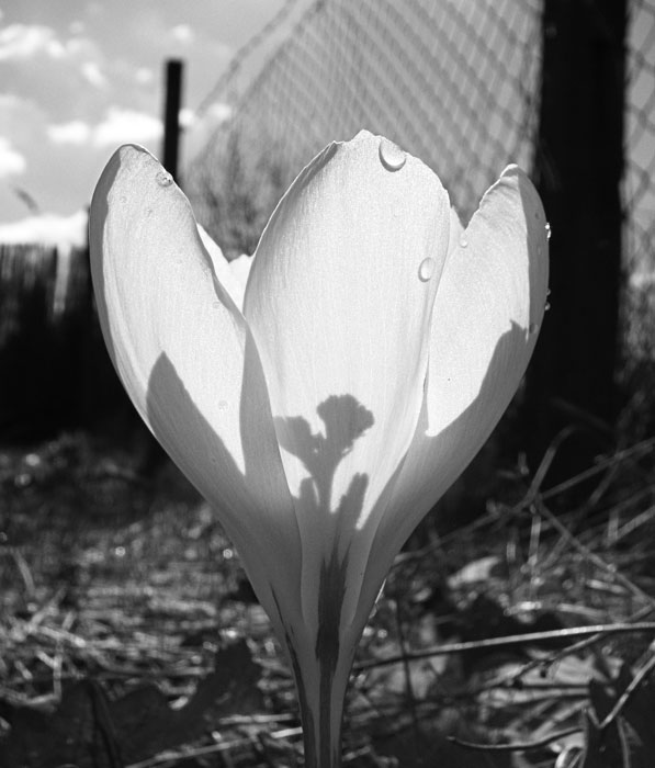 Krokus