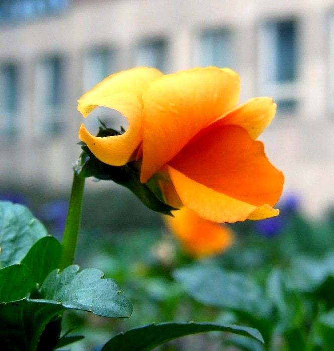 ...dalsi objev z jarni zahradky...