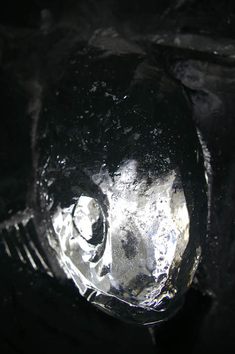 ledova rybka