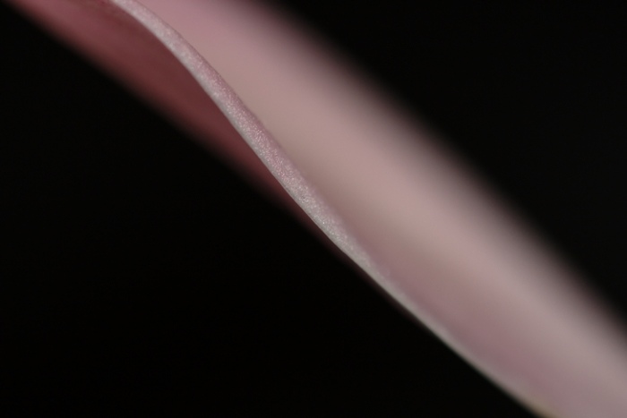 Orchid's Leaf