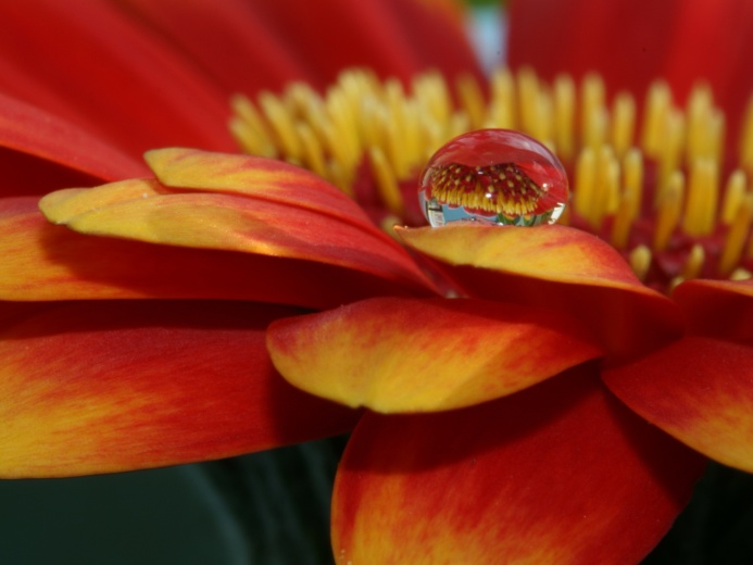 Flower's bead