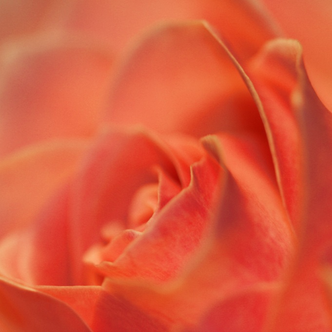 Fond Rose
