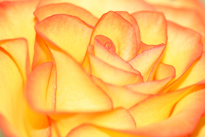 Lovely Rose