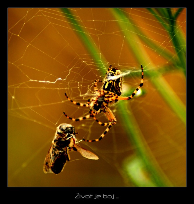 Život je boj...