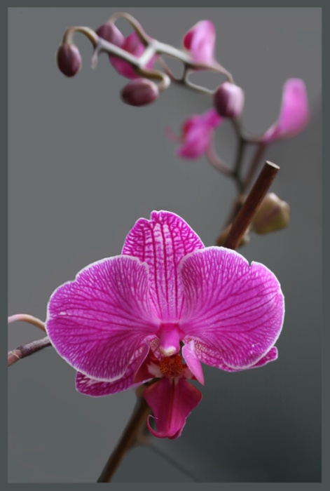 orchidej