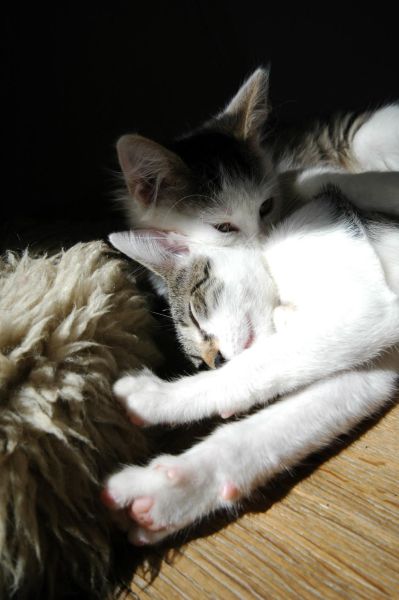 Miu Vs Yuko