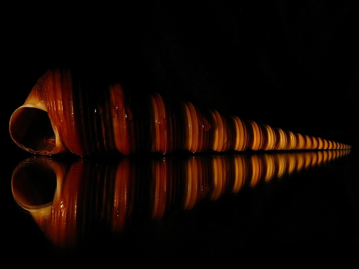 ulita