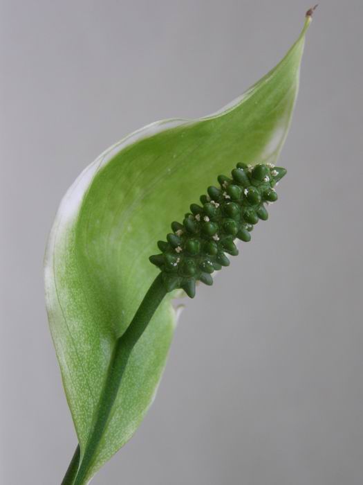 Spathiphyllum