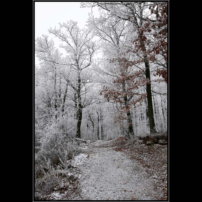 Ledové království