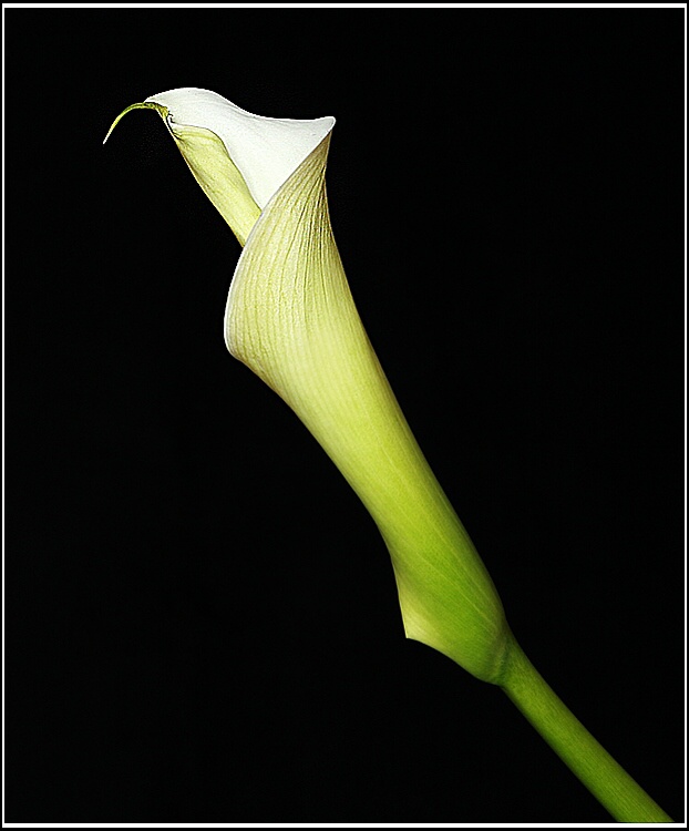 Calla