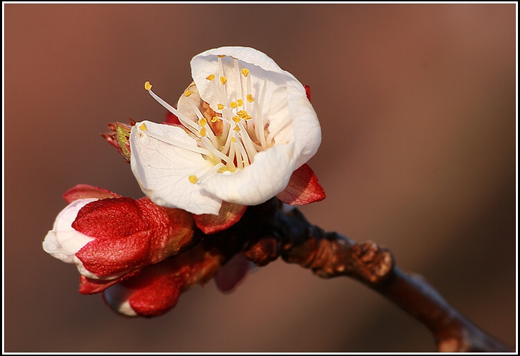 Snad již nezmrznou.