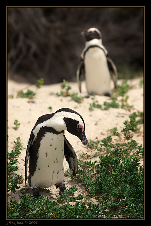 Z Krugerova parku v JAR