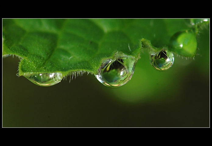 ..vánoční zdobení..