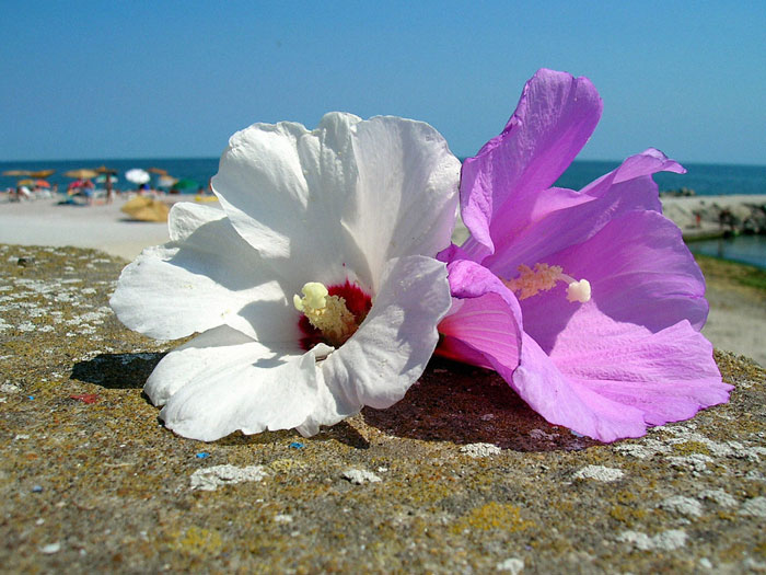 ibišteky a vôňa mora