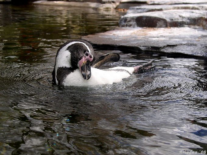Velikonoční zoo