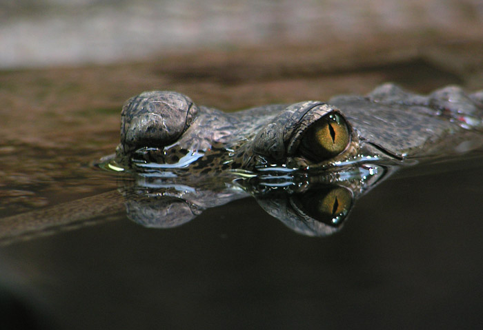 Gharial - pohledy plné tajemství