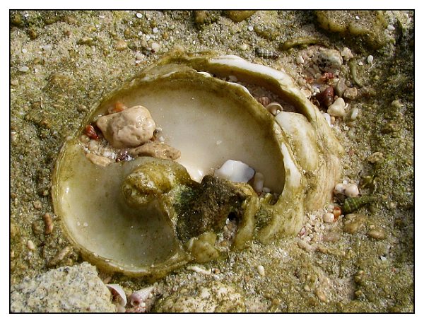 zkamenělinová abstrakce