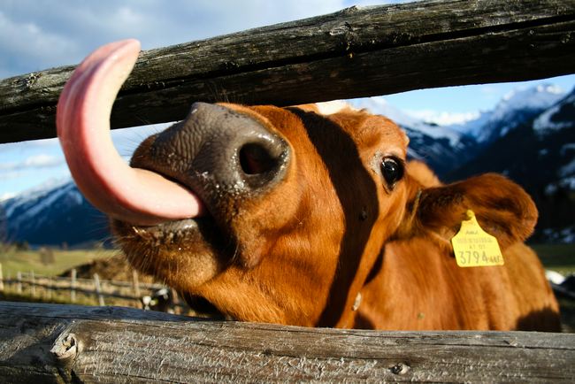 mooo