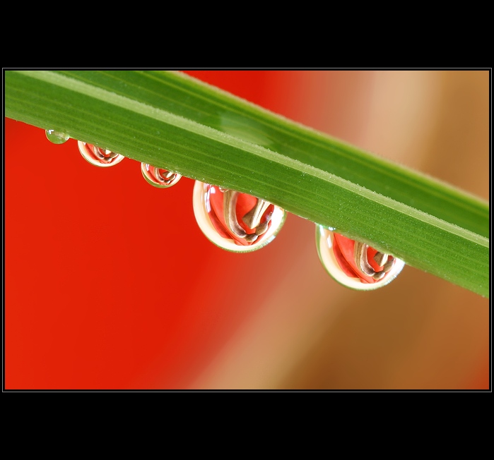 Love in drops