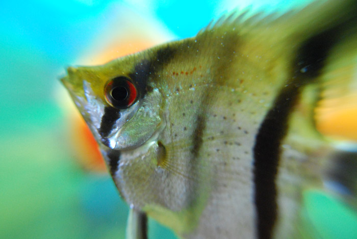 Skalára před terčovcem