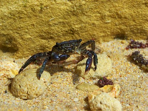 Krab