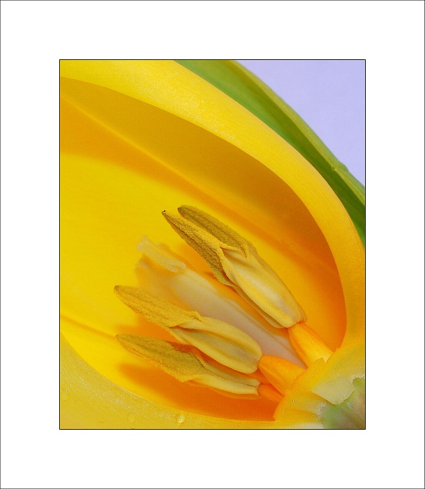 Tulipán