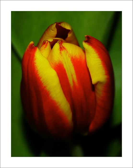 tulipán
