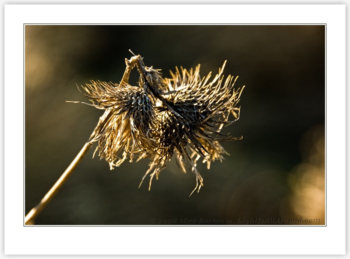 Rastliny s Svetlo VI