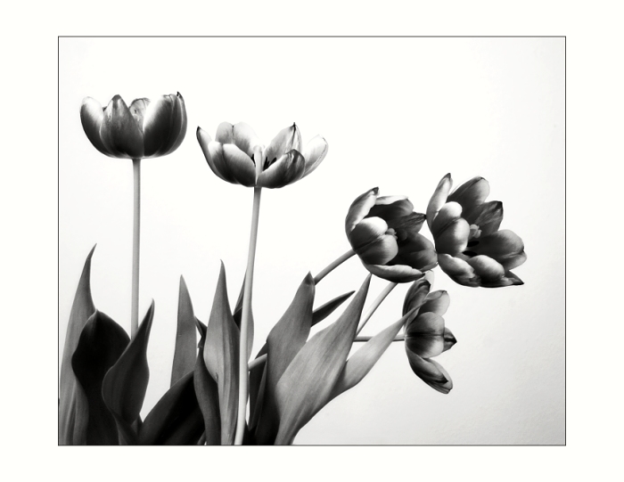 Tulipáni