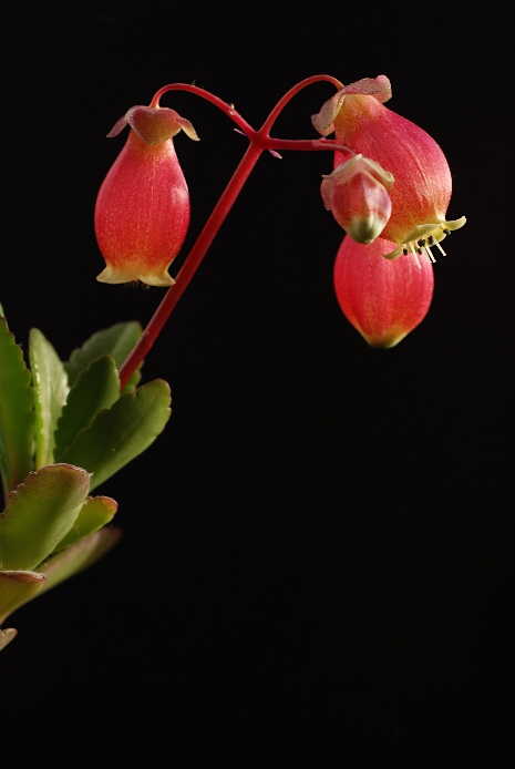 Madagaskarské lampionky