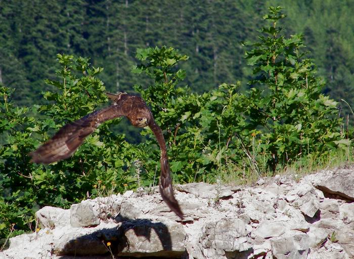 Tichúčko ako vták