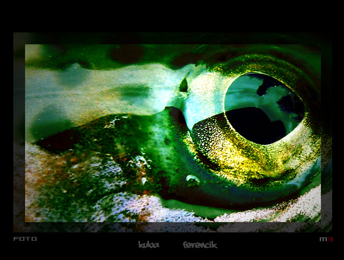 fish EYE