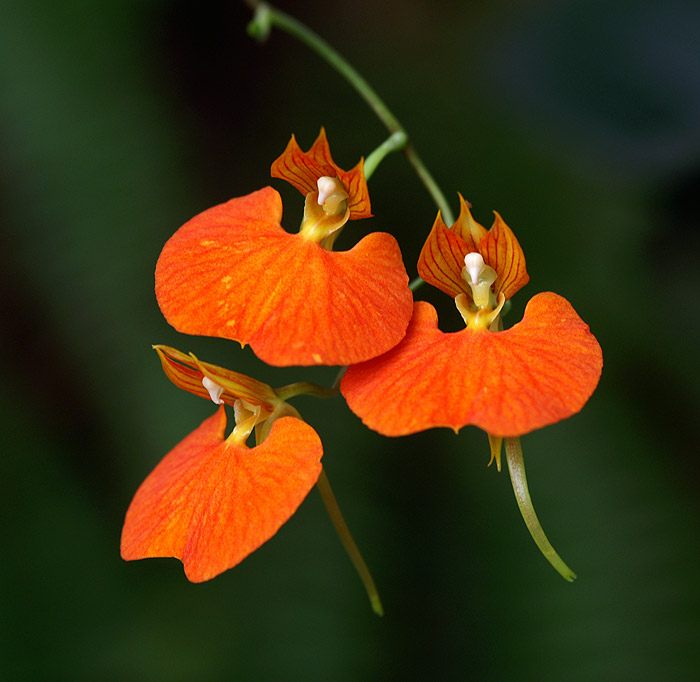 Orchidej I.