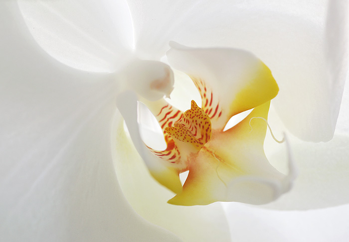 Orchidej II.