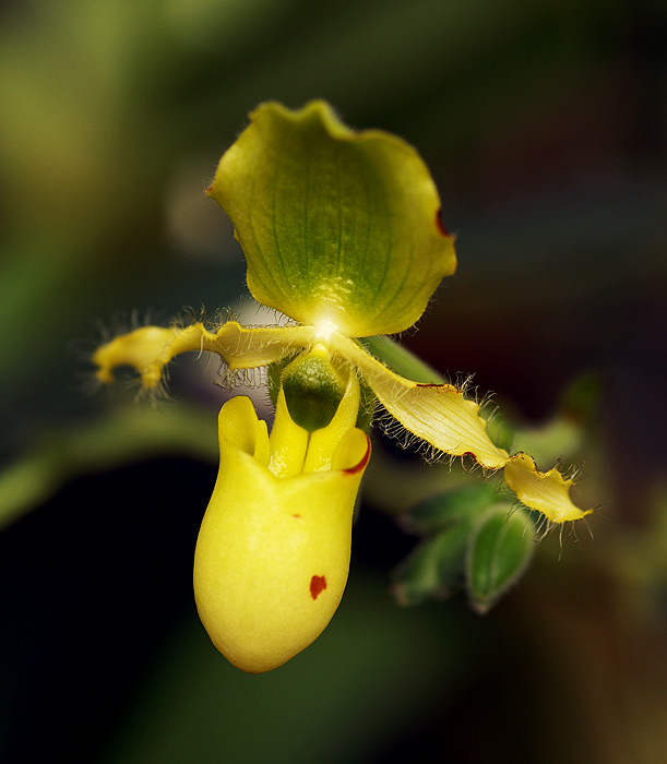 Orchidej III.