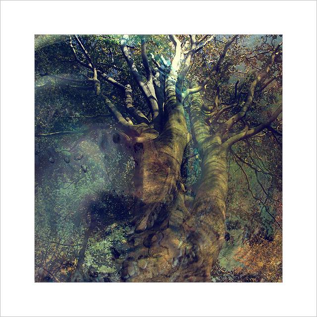 *** Tanec v korunách stromů ***