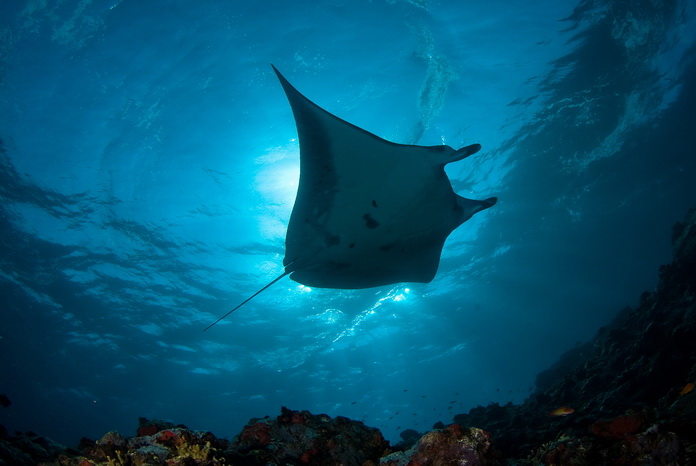 Manta