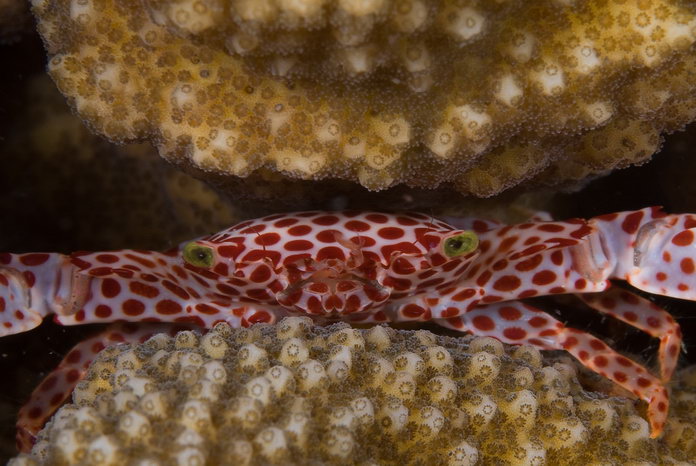 Krab