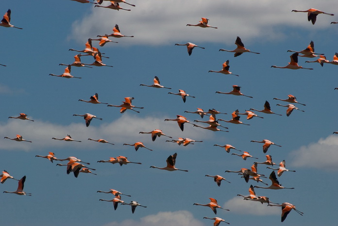 Flamingos