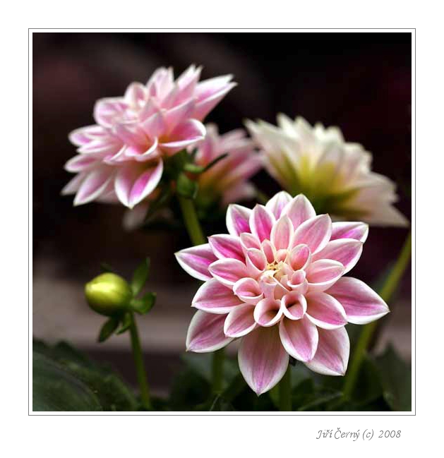 Jiřinky.....    :o)