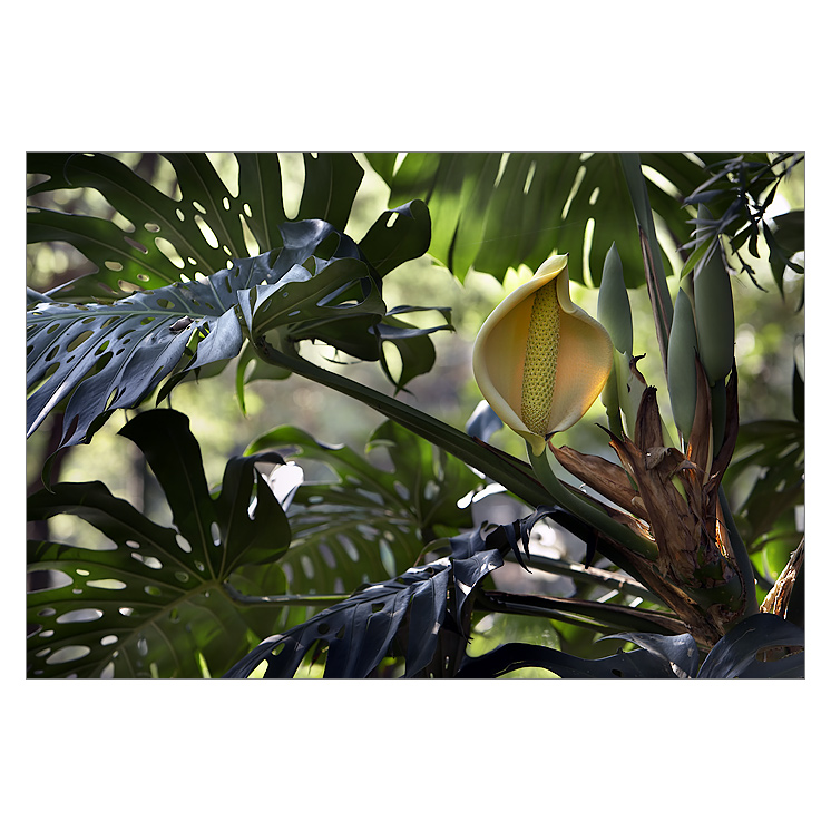 Monstera