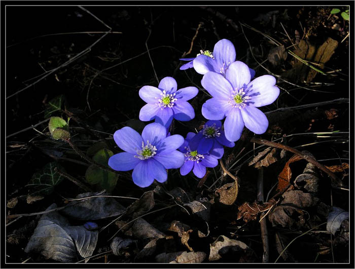 chudinka podlíška ...