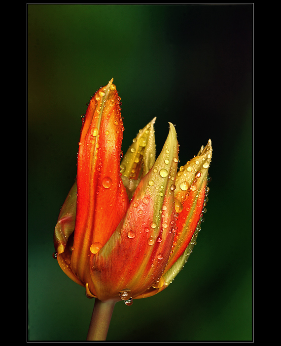 Tulipán