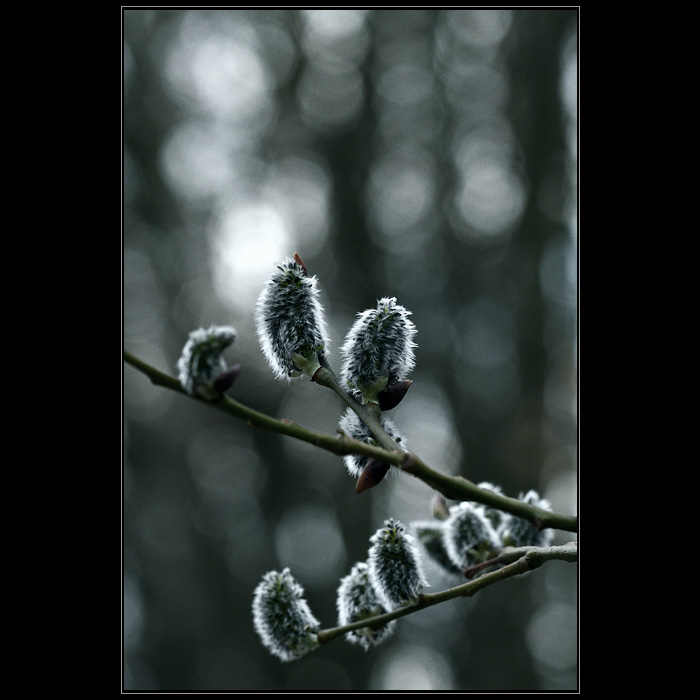 Od keře jívového...