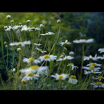 .: KAŽDODENNÍ KRÁSKY :.