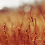 zimní žlutá