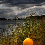 Zatoulané sluníčko